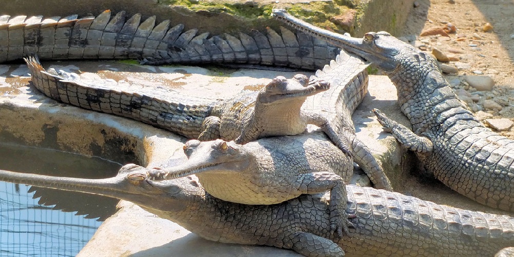 taxi in chitwan